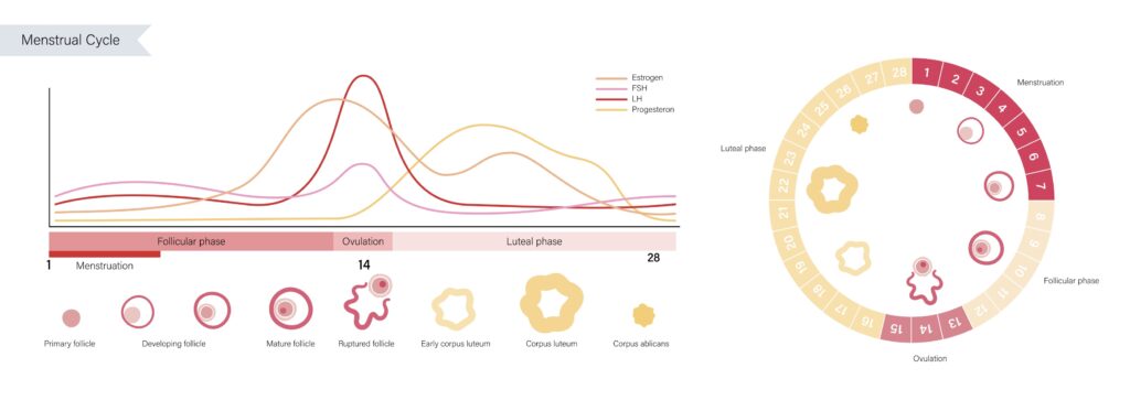 menstrual cycle